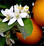 Blossom and Oranges