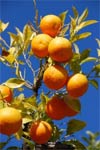 Orange Tree